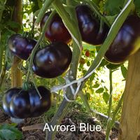 Avrora Blue